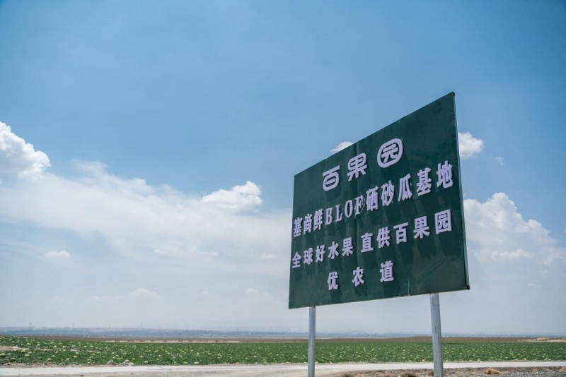 中卫X百果园六城推介硒砂瓜 百果园今年加码采购1.2万吨