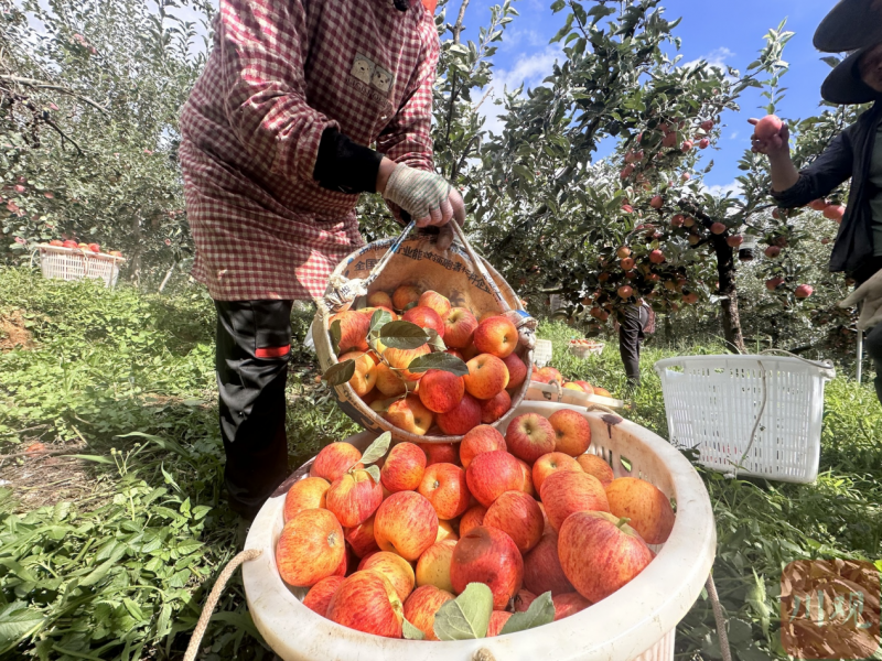 “凉山（盐源）苹果出山记（不掉队，赶上来）”