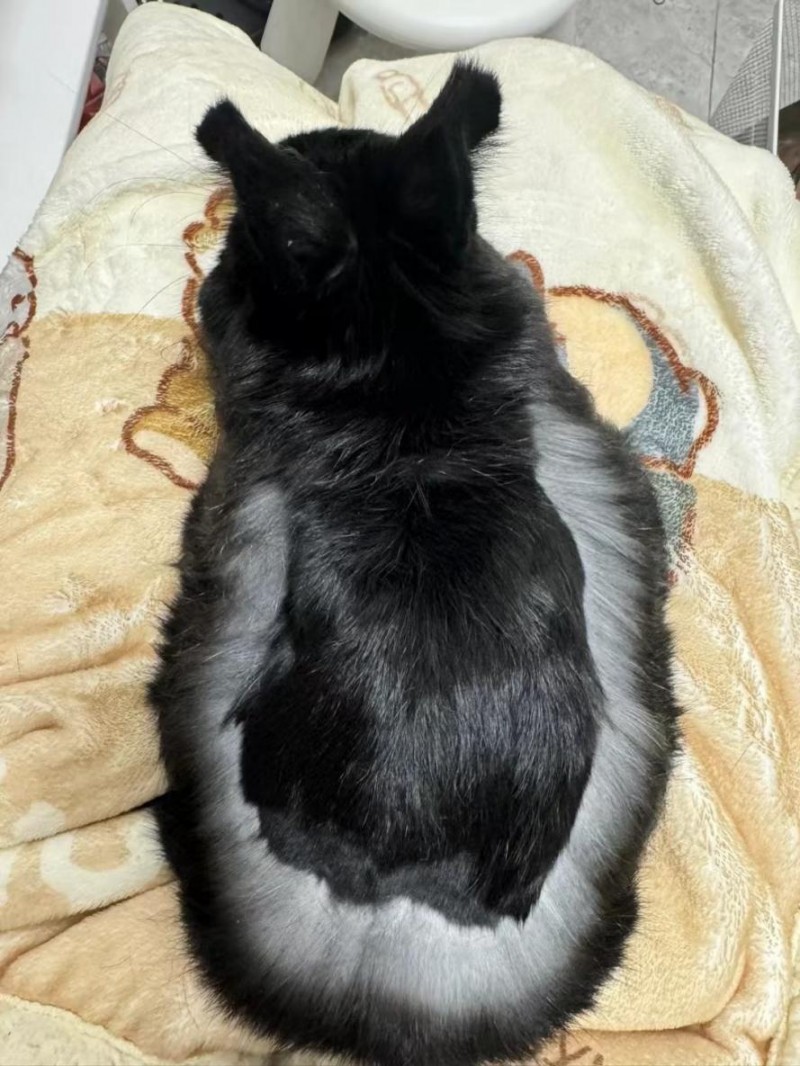 BCM美毛兔粮：科学养兔新选择，终结换季掉毛“噩梦”！