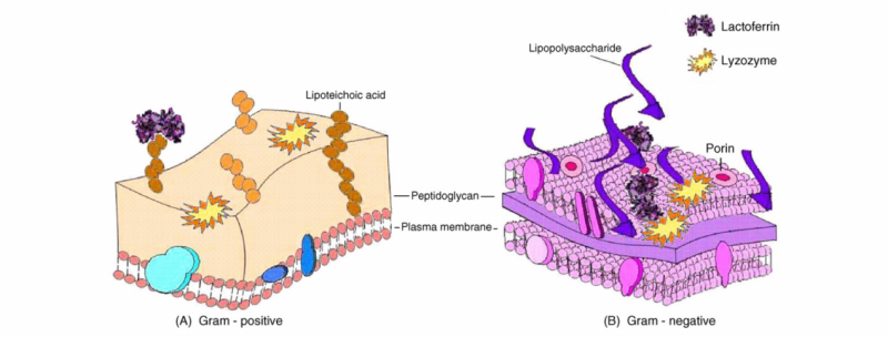 IGG鹦鹉产品乳铁蛋白0乳糖,开启健康生活新篇章!(图7) IGG鹦鹉产品乳铁蛋白0乳糖,开启健康生活新篇章!(图7)