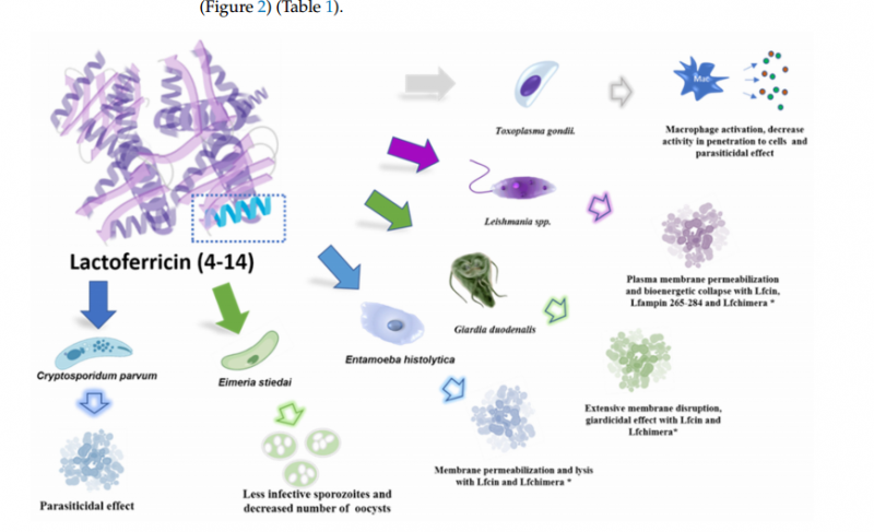 IGG鹦鹉产品乳铁蛋白0乳糖,开启健康生活新篇章!(图10) IGG鹦鹉产品乳铁蛋白0乳糖,开启健康生活新篇章!(图10)