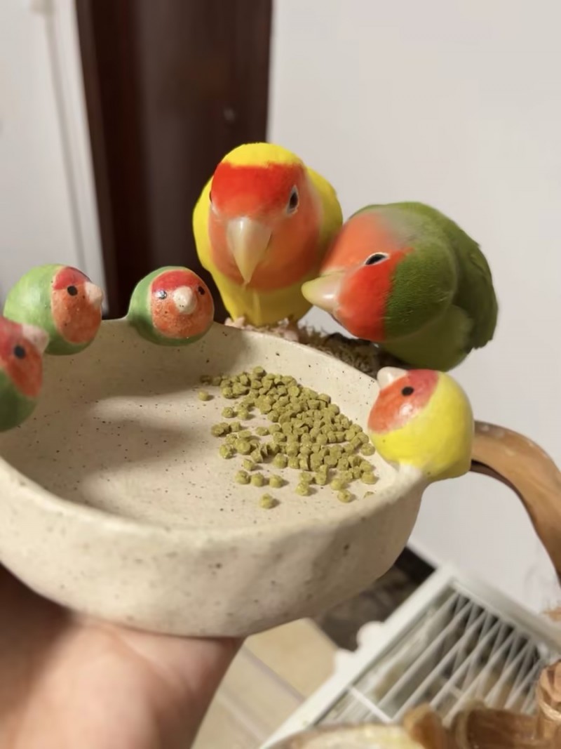 直击养宠痛点!IGG 有机滋养丸凭 USDA 认证,成为鹦鹉喂养安心之选(图4) 直击养宠痛点!IGG 有机滋养丸凭 USDA 认证,成为鹦鹉喂养安心之选(图4)