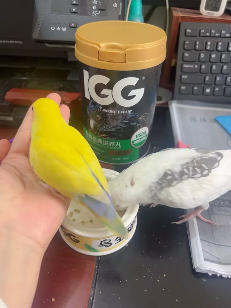 直击养宠痛点!IGG 有机滋养丸凭 USDA 认证,成为鹦鹉喂养安心之选(图5) 直击养宠痛点!IGG 有机滋养丸凭 USDA 认证,成为鹦鹉喂养安心之选(图5)