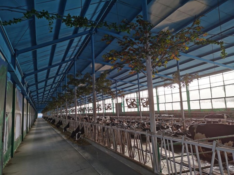 回归自然 天赐皇家牧场的好奶之道(图3) 回归自然 天赐皇家牧场的好奶之道(图3)