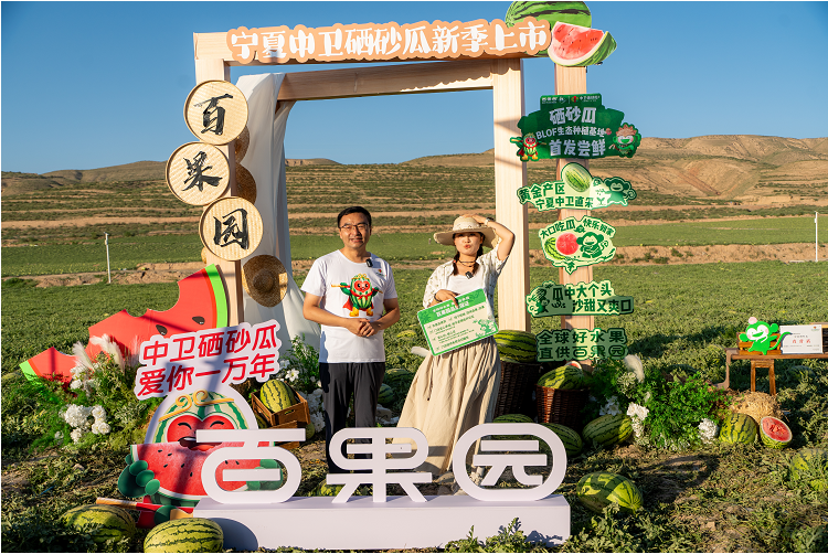 中卫X百果园六城推介硒砂瓜 百果园今年加码采购1.2万吨