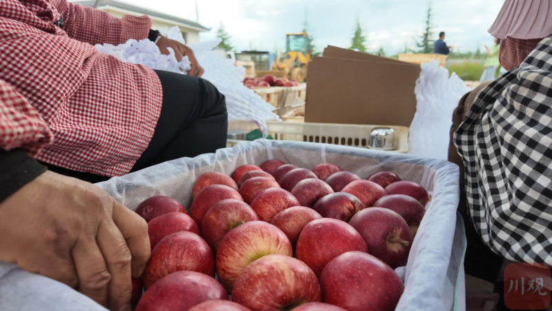“凉山(盐源)苹果出山记(不掉队,赶上来)”(图2) “凉山(盐源)苹果出山记(不掉队,赶上来)”(图2)