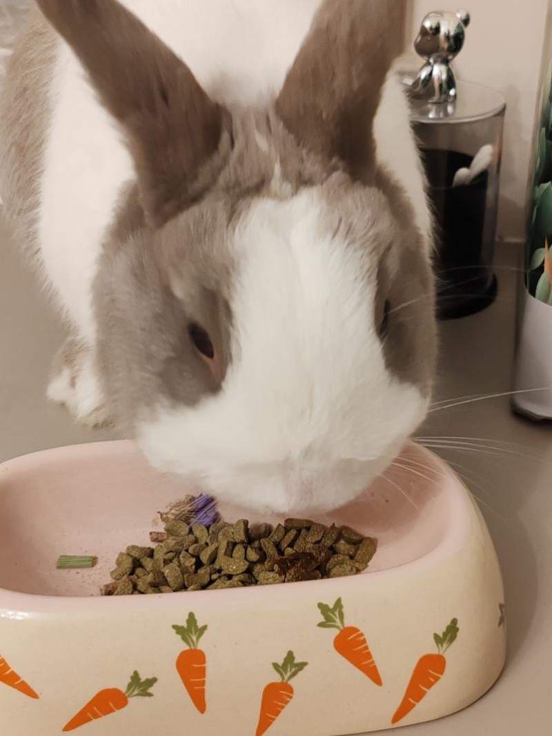 BCM兔粮用低温烘焙工艺 树立高品质小宠食品领域的新标杆!(图4) BCM兔粮用低温烘焙工艺 树立高品质小宠食品领域的新标杆!(图4)