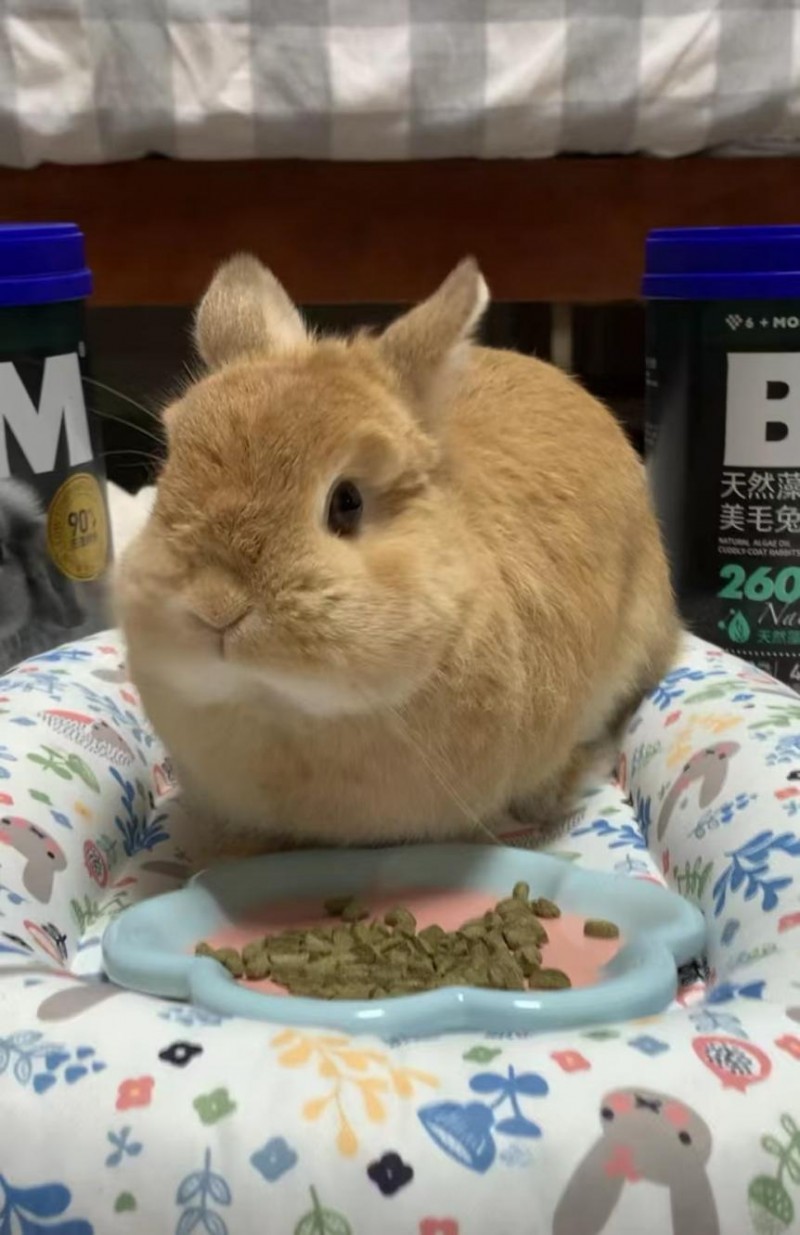 BCM兔粮用低温烘焙工艺 树立高品质小宠食品领域的新标杆!(图6) BCM兔粮用低温烘焙工艺 树立高品质小宠食品领域的新标杆!(图6)