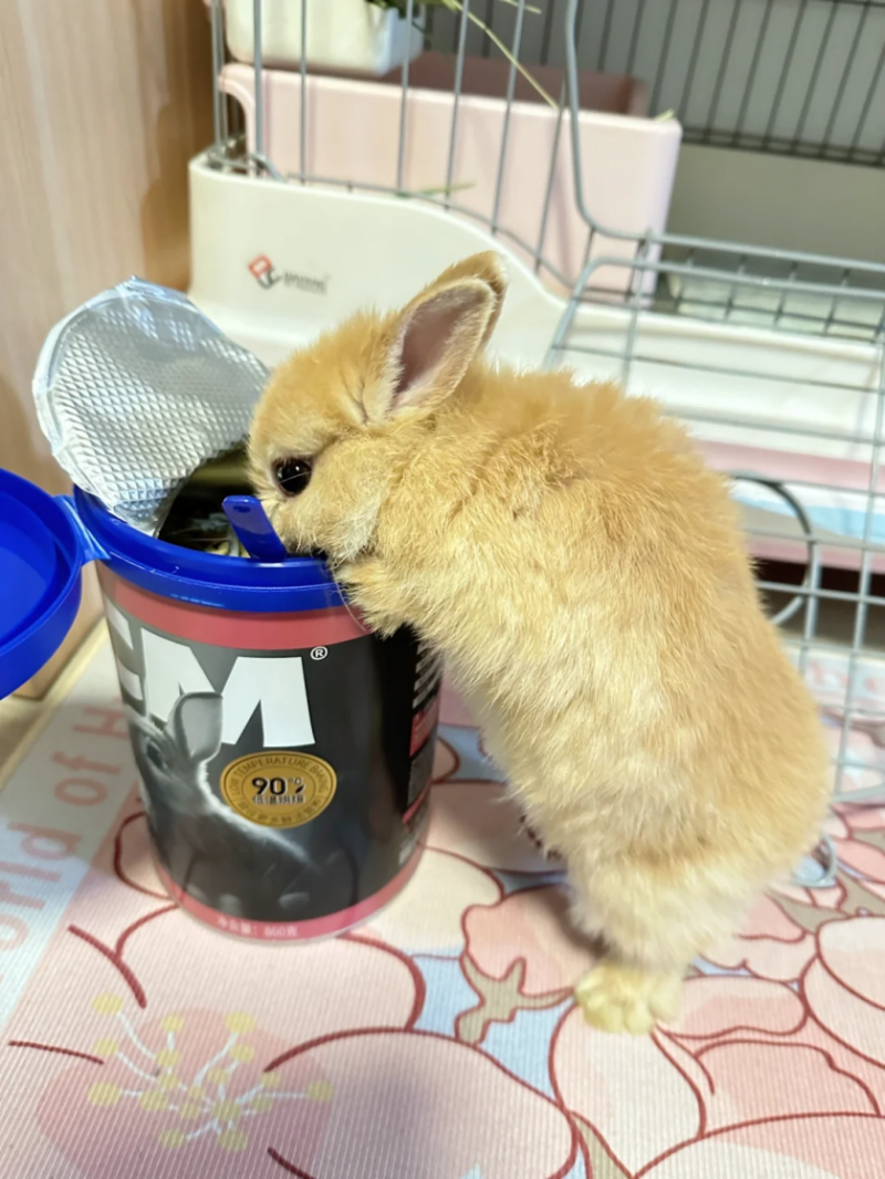 BCM兔粮用低温烘焙工艺 树立高品质小宠食品领域的新标杆!(图7) BCM兔粮用低温烘焙工艺 树立高品质小宠食品领域的新标杆!(图7)