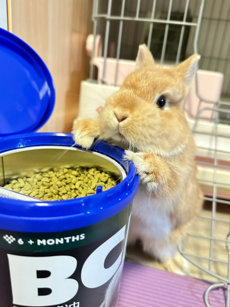 BCM兔粮用低温烘焙工艺 树立高品质小宠食品领域的新标杆!(图8) BCM兔粮用低温烘焙工艺 树立高品质小宠食品领域的新标杆!(图8)