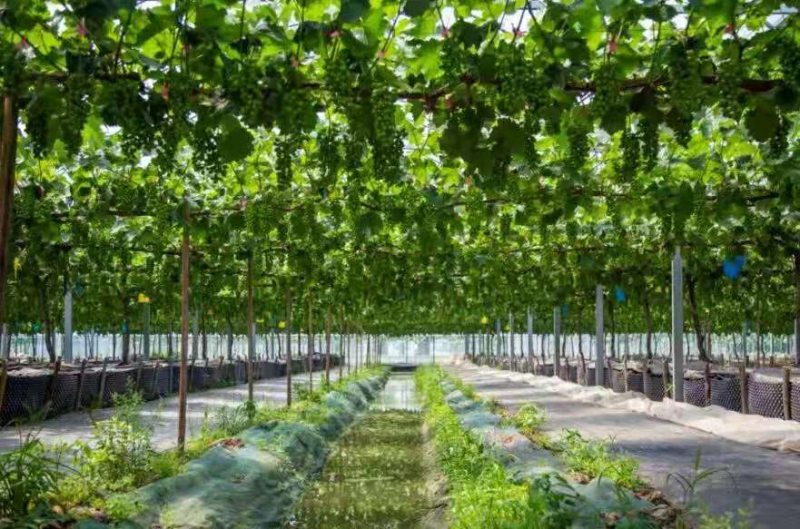 一镇一企|高邮市连标生态园：电商发展为绿色食品插上“云翅膀”(图2)