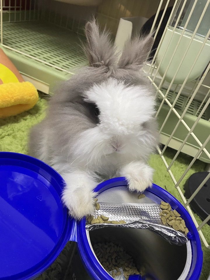 BCM美毛兔粮：科学养兔新选择，终结换季掉毛“噩梦”！(图15)